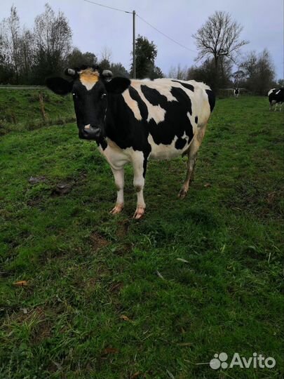 Продам коров и быков