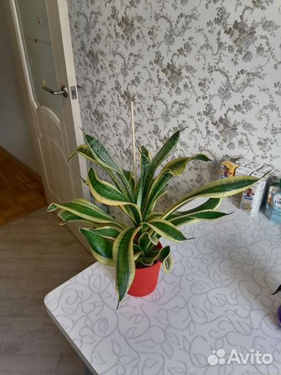 Сансевиерия Twister Sister