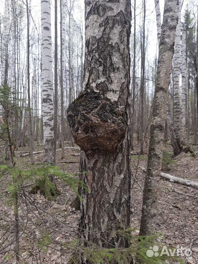 Кап,сувель березовый