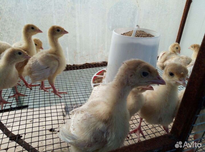 Цыплята, индюшата, утки