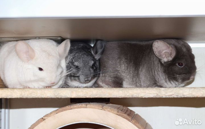 Шиншилла девочка