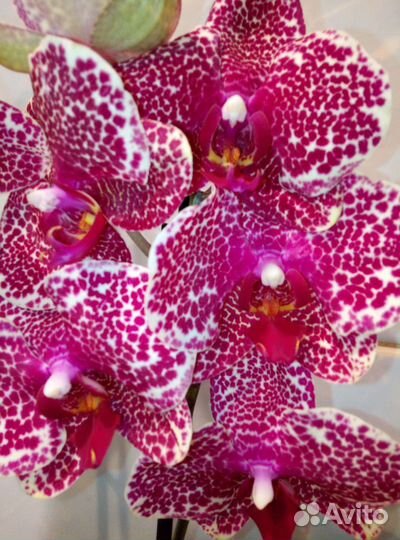 Коллекционные орхидеи