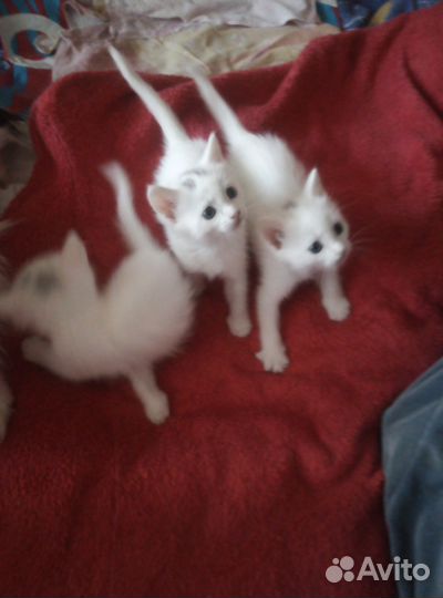 Котята