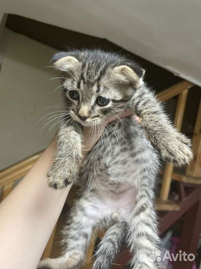 Вислоухие котята