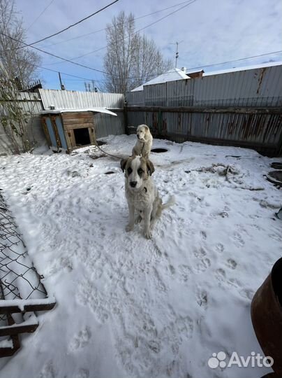 Собака Алабай