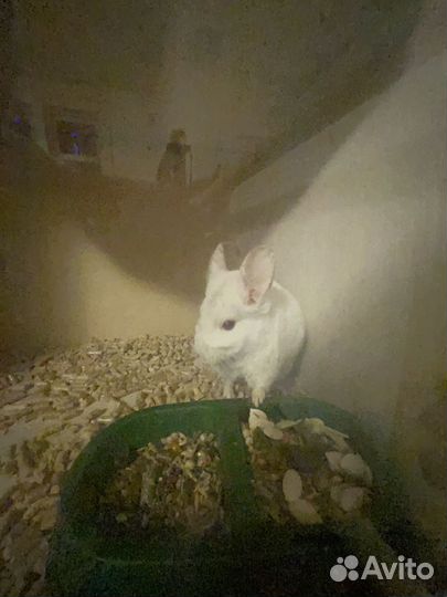 Шиншилла белая