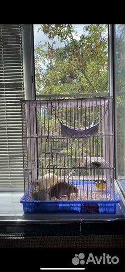 Крыса с клеткой