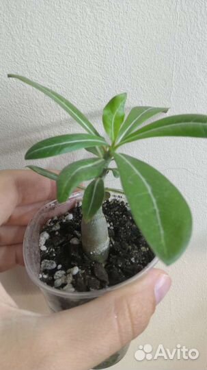 Адениум и другие комнатные цветы. Разные