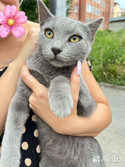 Русская голубая кот