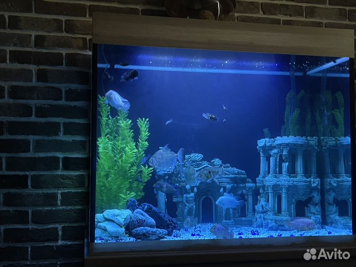 Аквариум с тумбой 500 л. и внешний фильтр