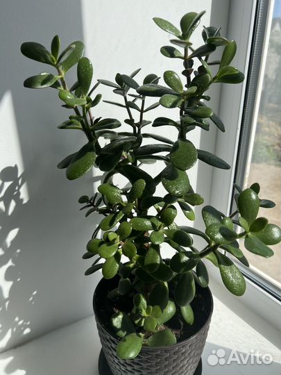 Красула толстянка (денежное дерево)