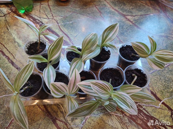 Традесканция белая