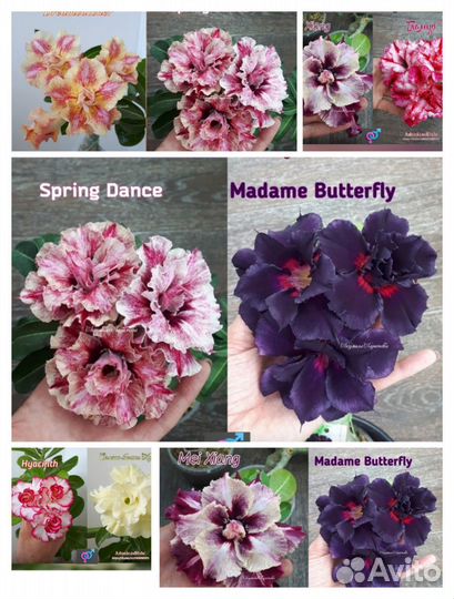 Адениум сеянцы ручного опыления