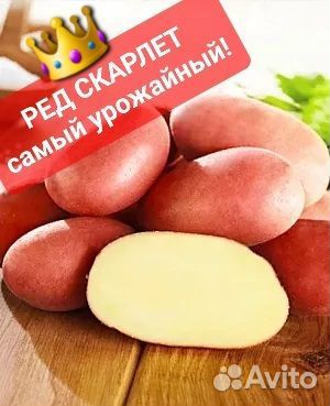 Семенная картошка Голландия 5 сортов