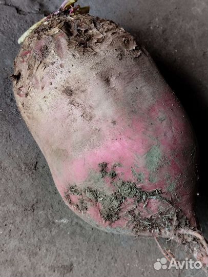 Семена кормовой свеклы