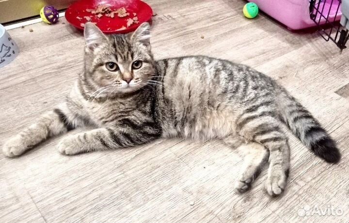 Кошечка Милашка