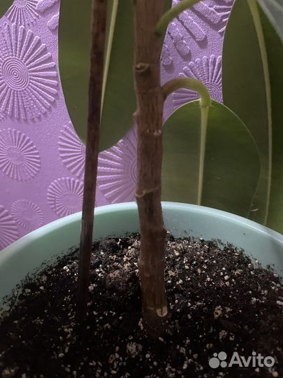 Фикус каучуконосный