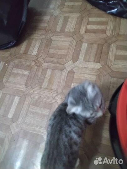 Котенок вислоухий