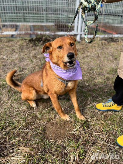 Собака в добрые руки