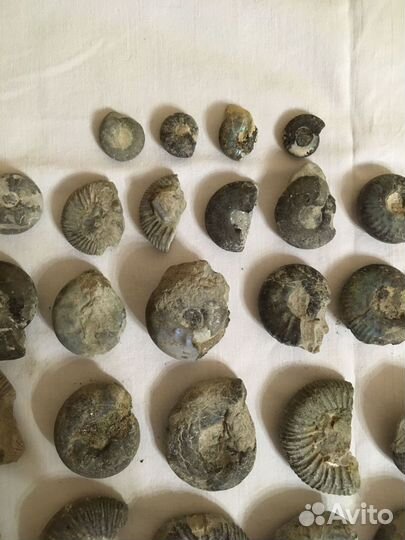 Аммониты набор