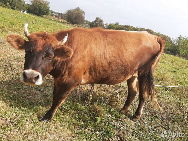 Джерсийская Телка Корова Возраст 1.6 года