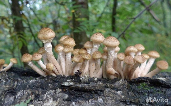 Грибы опята свежие