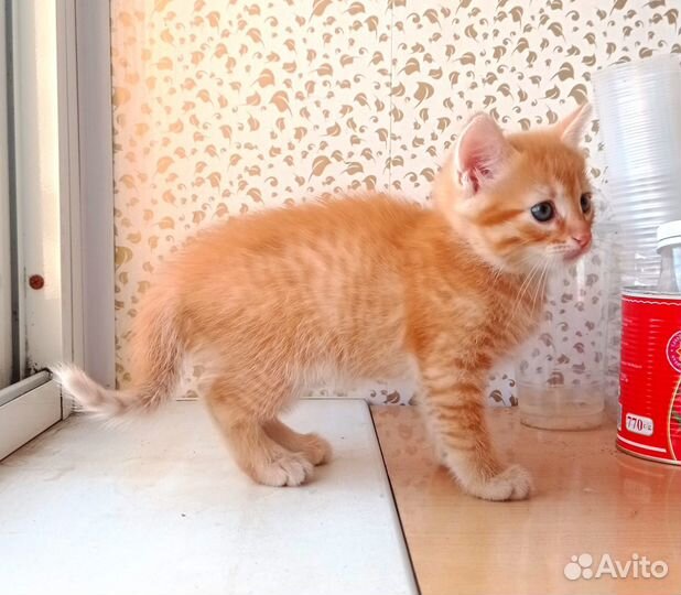 Ярко рыжий котенок-мальчик
