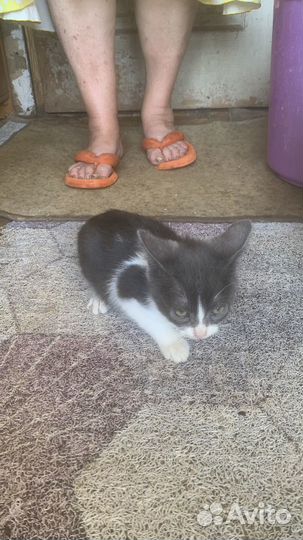 Котята в добрые руки 3 месяца