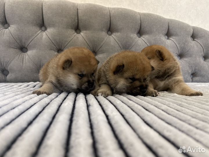 Щенки Сиба Ину