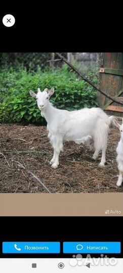 Продам козье молоко