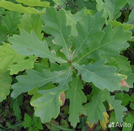 Саженцы для озеленения