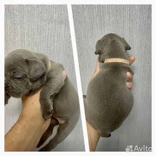 Французский бульдог