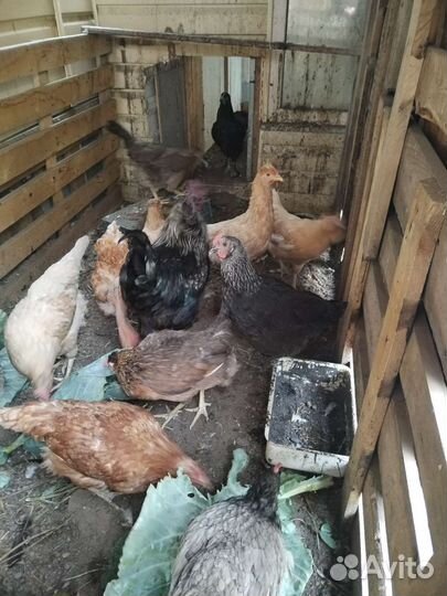 Куры несушки