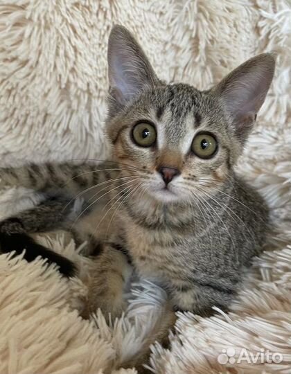 Спасите Симбу