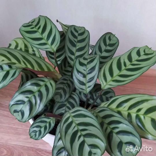 Ктенанта Бурле Маркси