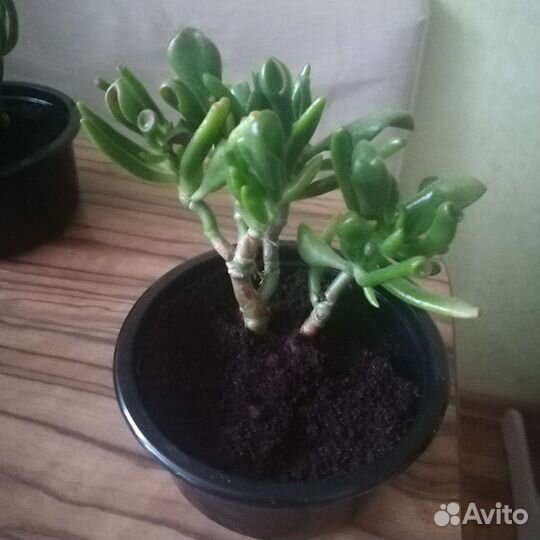 Крассула хоббит