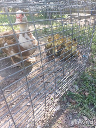 Мускусные индоутята