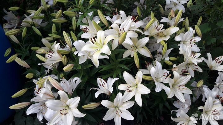 Белые лилии