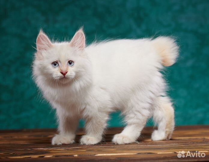 Шикарный котик