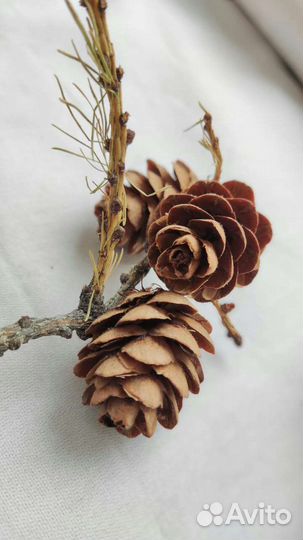 Шишки лиственницы