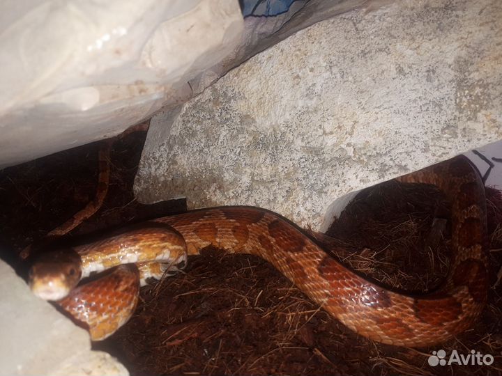 Маисовый полоз