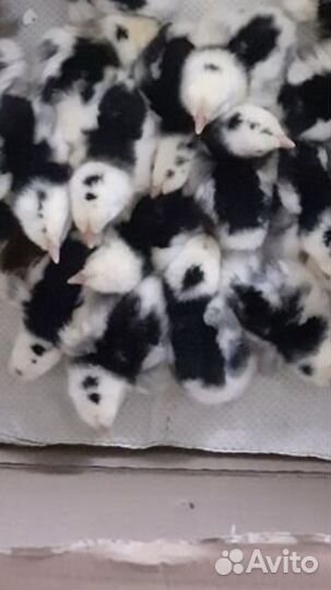 Цыплята ливенские суточные