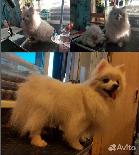 Груминг собак с выездом на дом