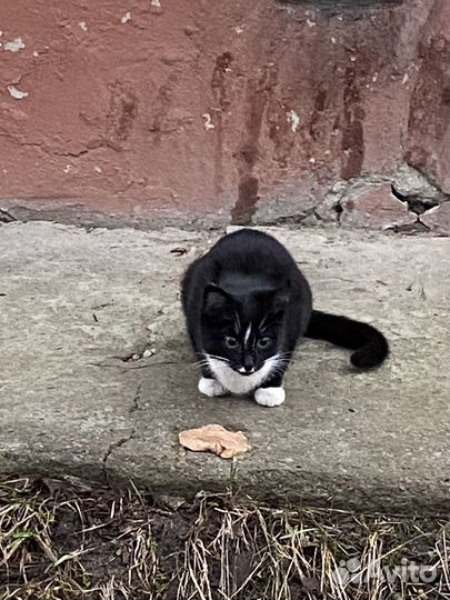 Котик бездомный