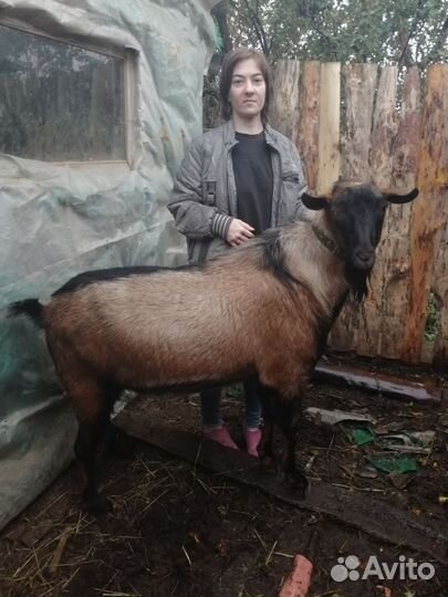 Чешский козел