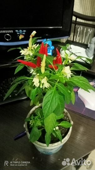 Перец домашний