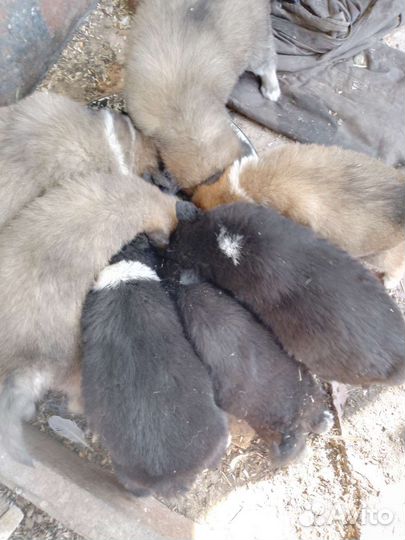 Собаки бесплатно в добрые руки щенки