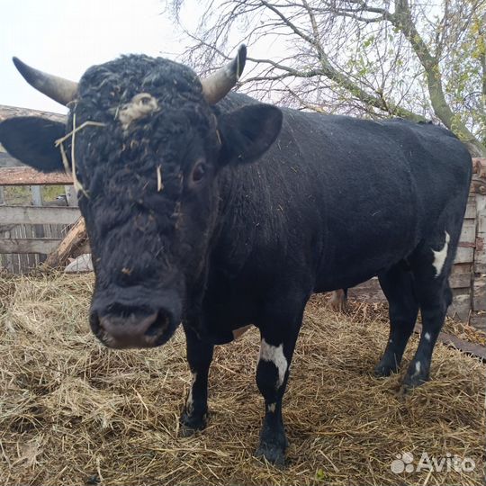 Бык, корова