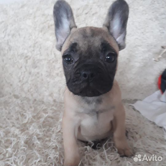Продаются щенки французского бульдожки