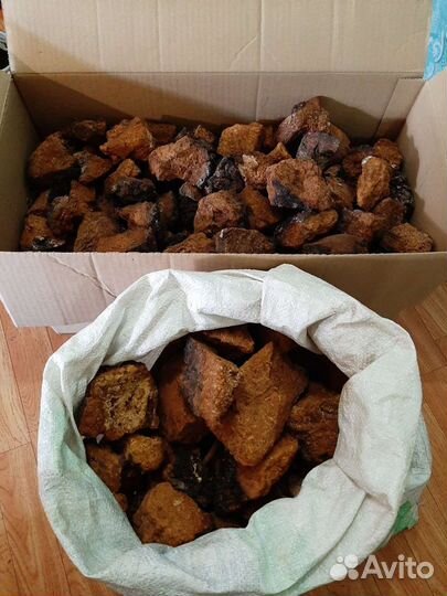 Березовый гриб чага продам.береза